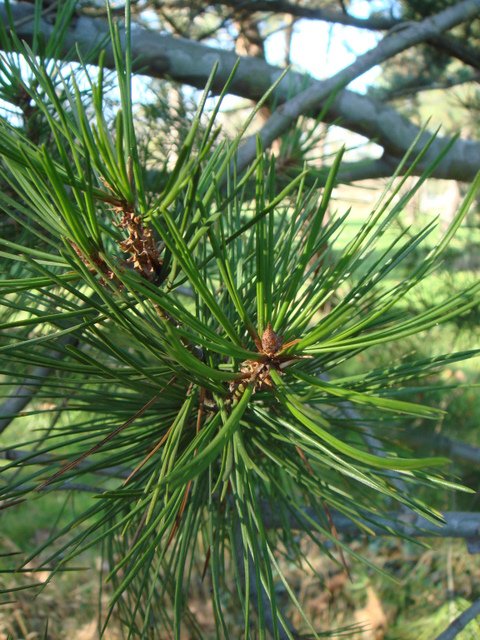 Pinus bungeana rameau